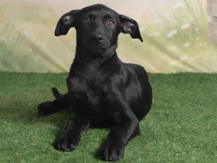 Cachorro ra a SRD-ViraLata idade 2 a 6 meses nome Christian 