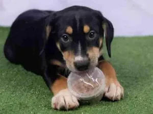 Cachorro raça SRD-ViraLata idade 2 a 6 meses nome Léo 