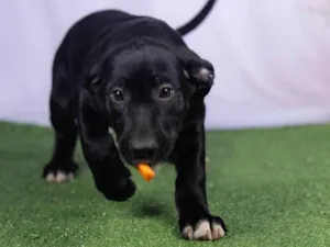 Cachorro raça SRD-ViraLata idade 2 a 6 meses nome Luck 