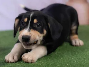 Cachorro raça SRD-ViraLata idade 2 a 6 meses nome Lenne 