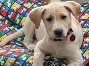 Cachorro raça SRD-ViraLata idade 2 a 6 meses nome Liz