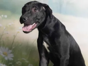 Cachorro raça SRD-ViraLata idade 2 a 6 meses nome Bento 