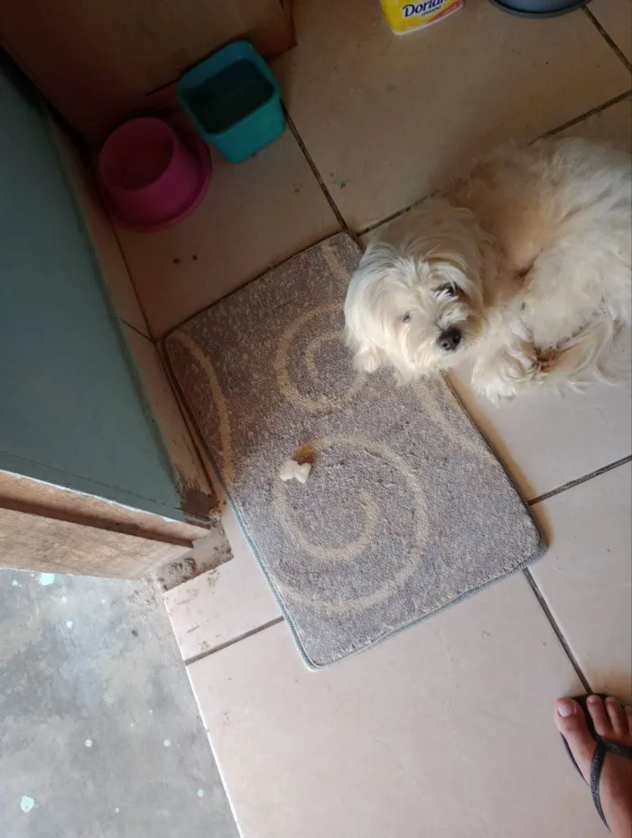 Cachorro ra a Poodle idade 4 anos nome Maya