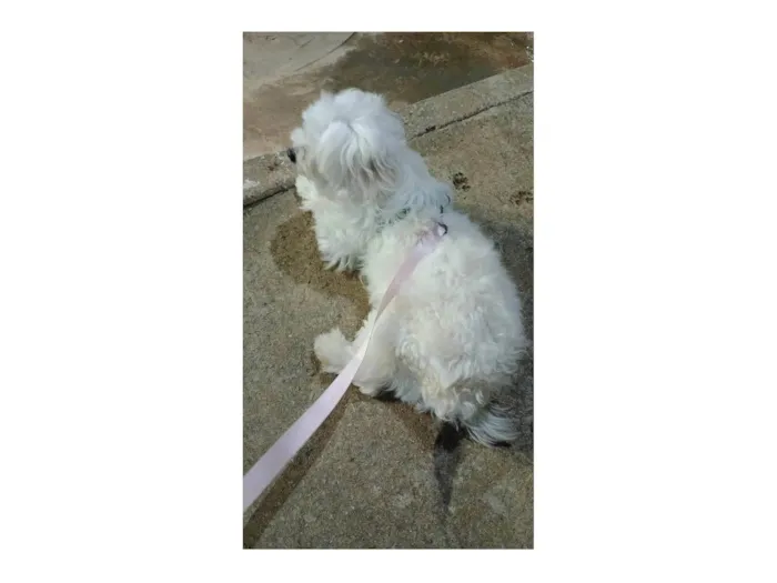 Cachorro ra a Poodle idade 4 anos nome Maya