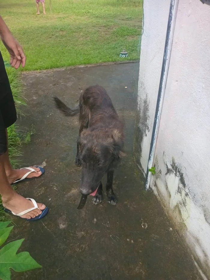 Cachorro ra a SRD-ViraLata idade 7 a 11 meses nome Luke