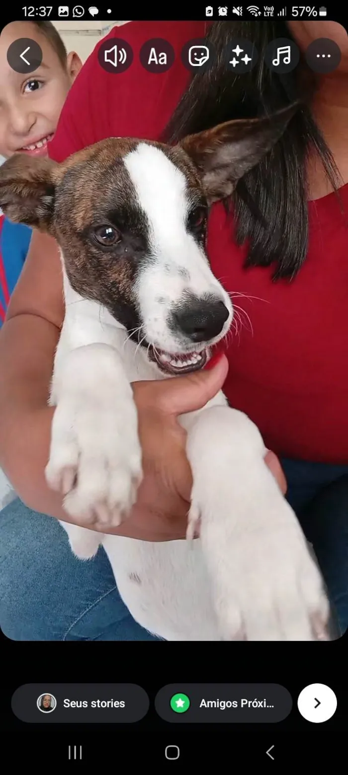 Cachorro ra a SRD-ViraLata idade 7 a 11 meses nome Thor