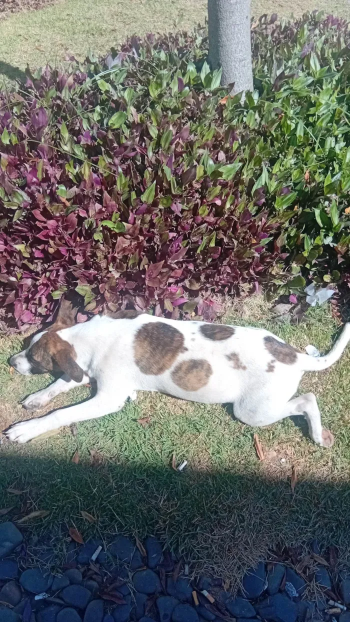 Cachorro ra a SRD-ViraLata idade 7 a 11 meses nome Thor