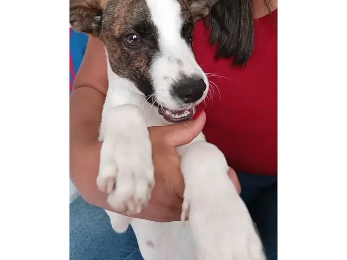 Cachorro ra a SRD-ViraLata idade 7 a 11 meses nome Thor