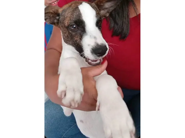 Cachorro ra a SRD-ViraLata idade 7 a 11 meses nome Thor