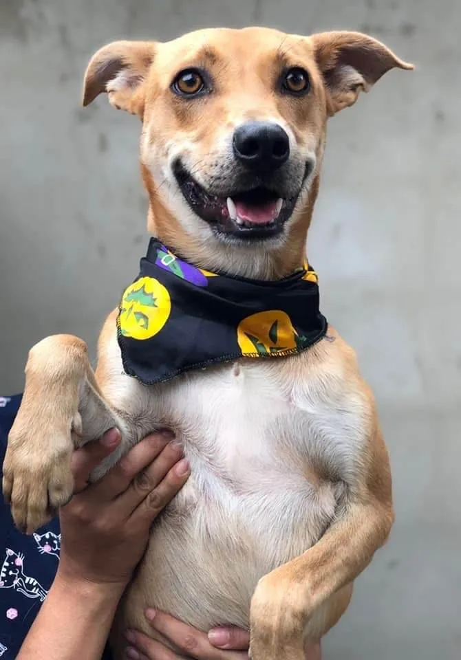 Cachorro ra a SRD-ViraLata idade 3 anos nome Renato 