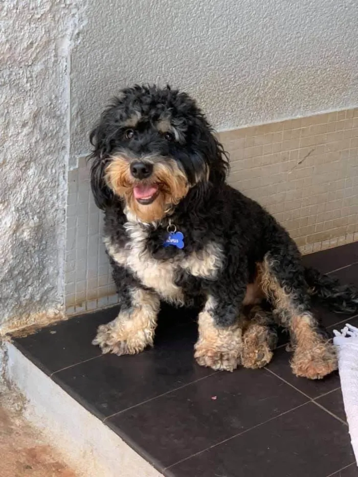 Cachorro ra a Poodle idade 6 ou mais anos nome Boris