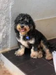 Boris