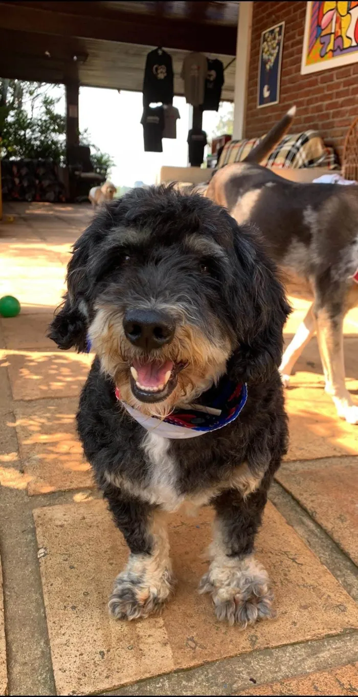 Cachorro ra a Poodle idade 6 ou mais anos nome Boris