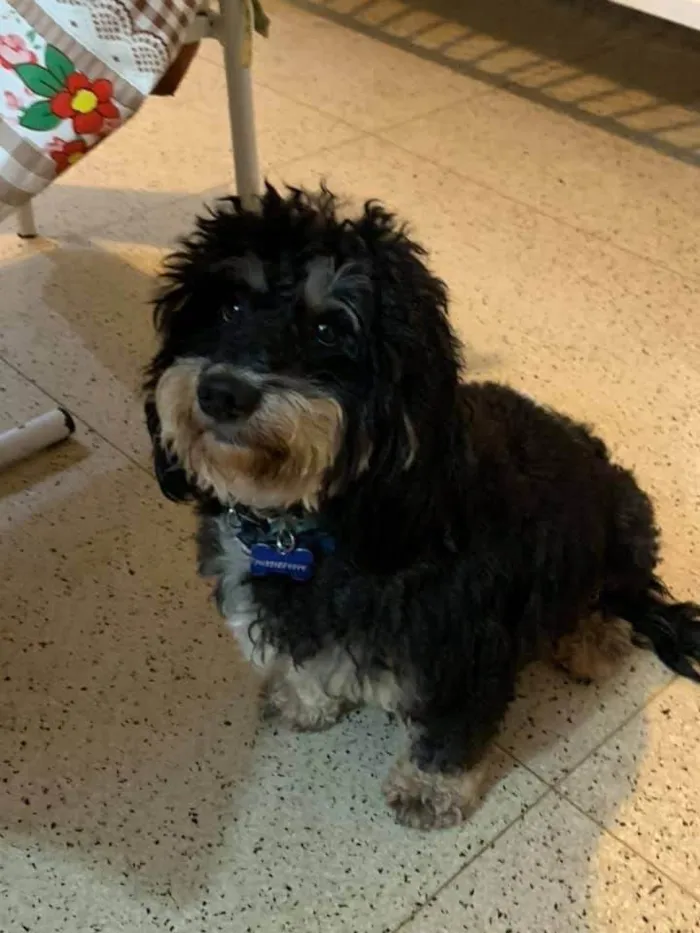 Cachorro ra a Poodle idade 6 ou mais anos nome Boris