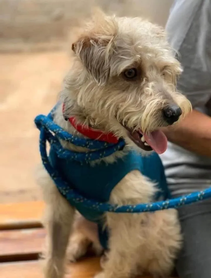 Cachorro ra a SRD-ViraLata idade 6 ou mais anos nome Boris