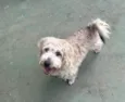 Boris
