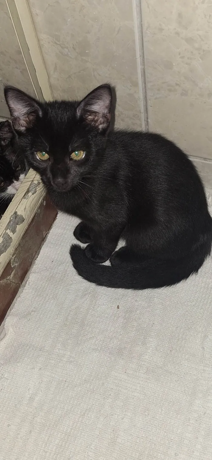 Gato ra a SRD-ViraLata idade 2 a 6 meses nome Pretinho
