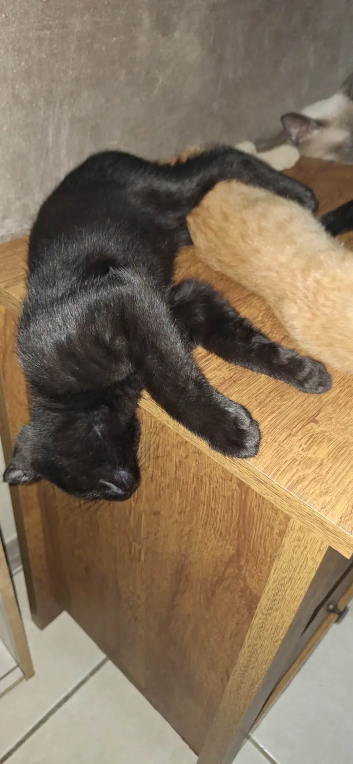 Gato ra a SRD-ViraLata idade 2 a 6 meses nome Pretinho