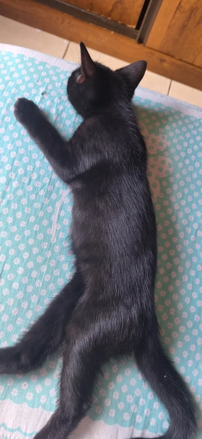 Gato ra a SRD-ViraLata idade 2 a 6 meses nome Pretinho