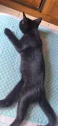 Pretinho