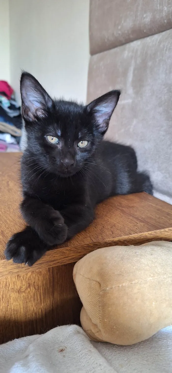 Gato ra a SRD-ViraLata idade 2 a 6 meses nome Pretinho