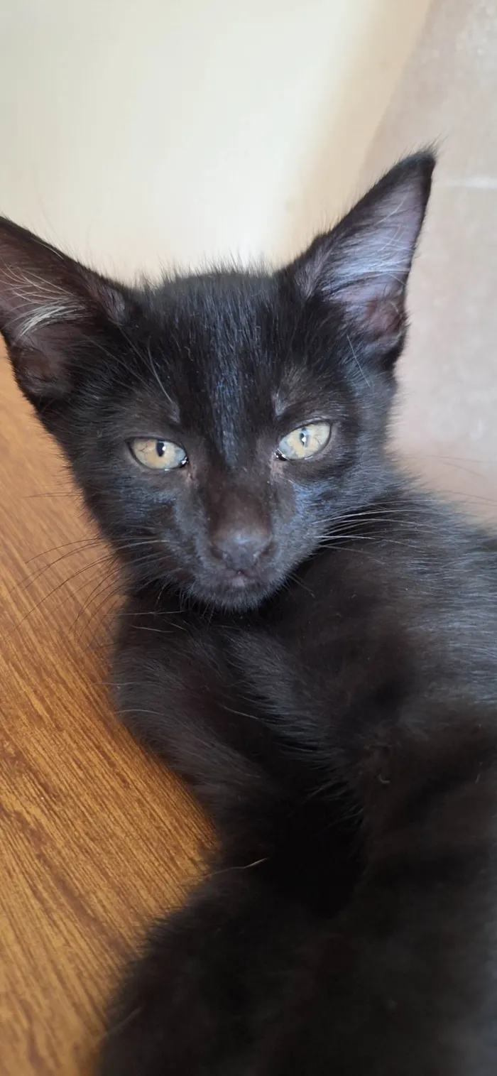 Gato ra a SRD-ViraLata idade 2 a 6 meses nome Pretinho