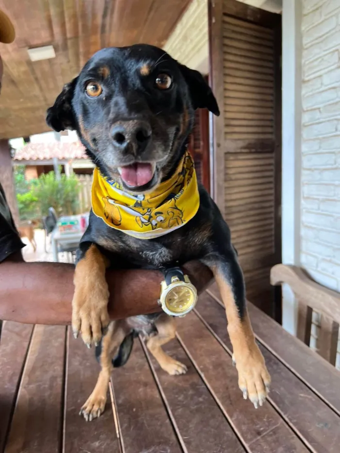 Cachorro ra a SRD-ViraLata idade 5 anos nome Hortelã