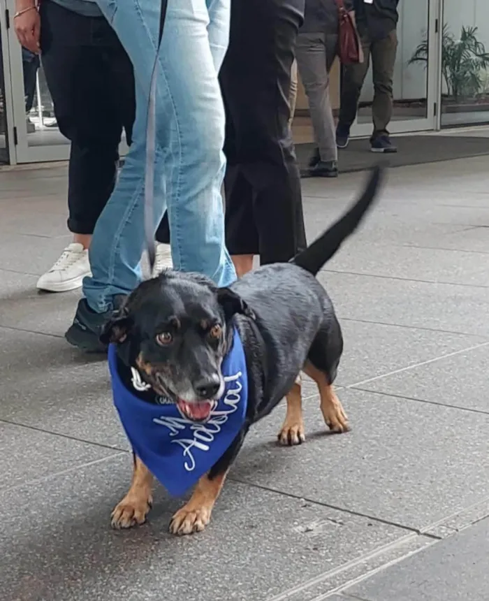 Cachorro ra a SRD-ViraLata idade 5 anos nome Hortelã