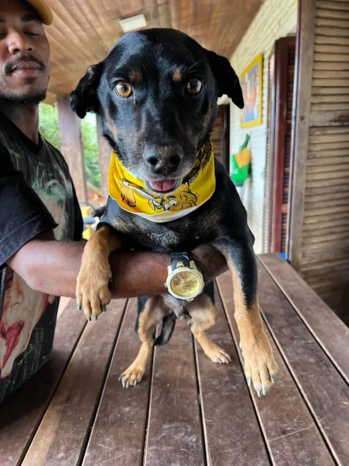 Cachorro ra a SRD-ViraLata idade 5 anos nome Hortelã