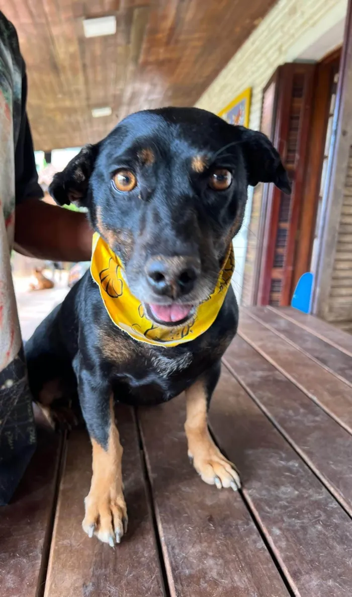 Cachorro ra a SRD-ViraLata idade 5 anos nome Hortelã