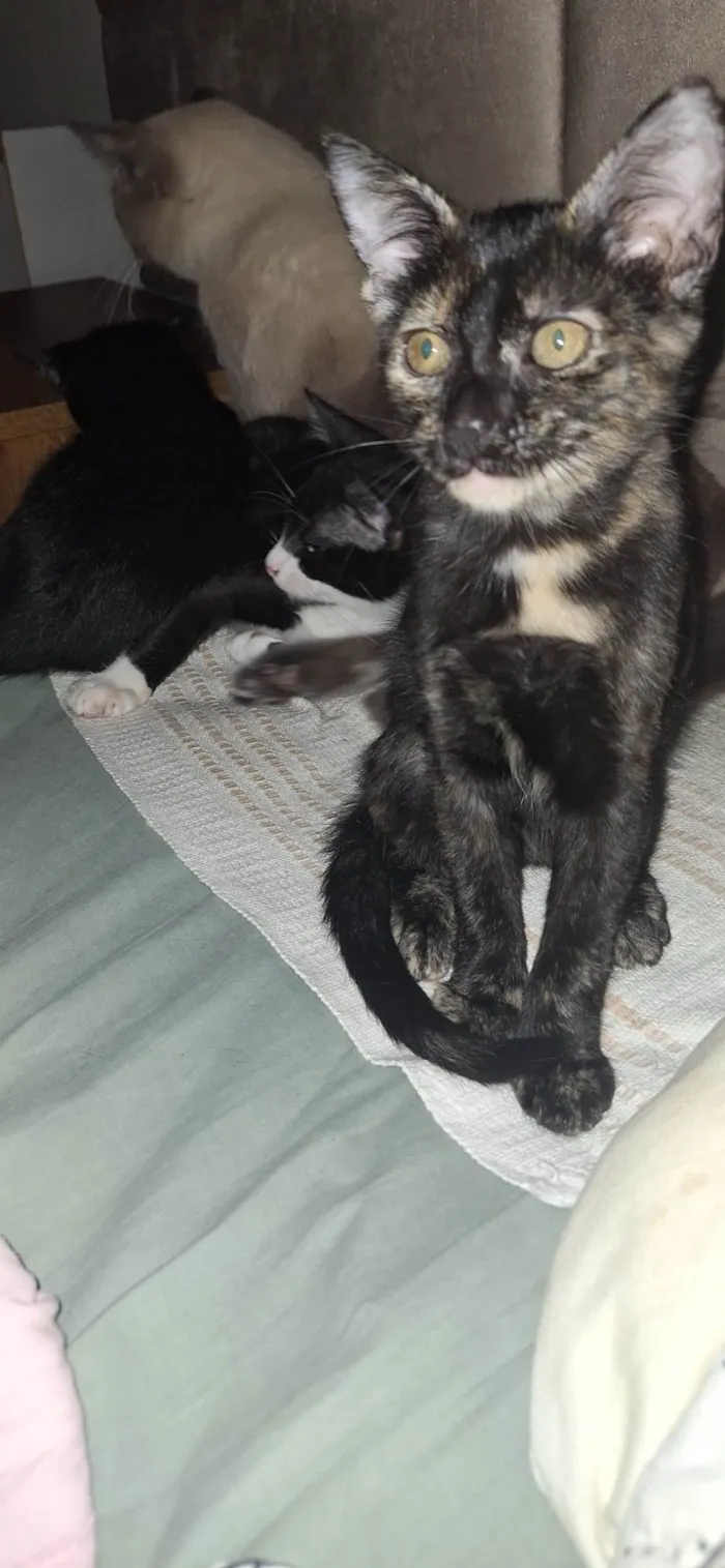Gato ra a SRD-ViraLata idade 2 a 6 meses nome Manchinha