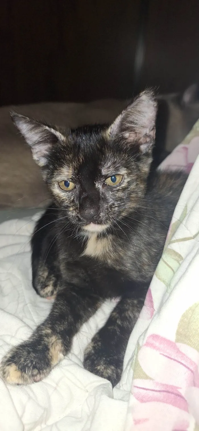 Gato ra a SRD-ViraLata idade 2 a 6 meses nome Manchinha