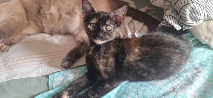 Gato ra a SRD-ViraLata idade 2 a 6 meses nome Manchinha