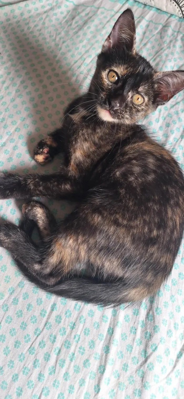 Gato ra a SRD-ViraLata idade 2 a 6 meses nome Manchinha