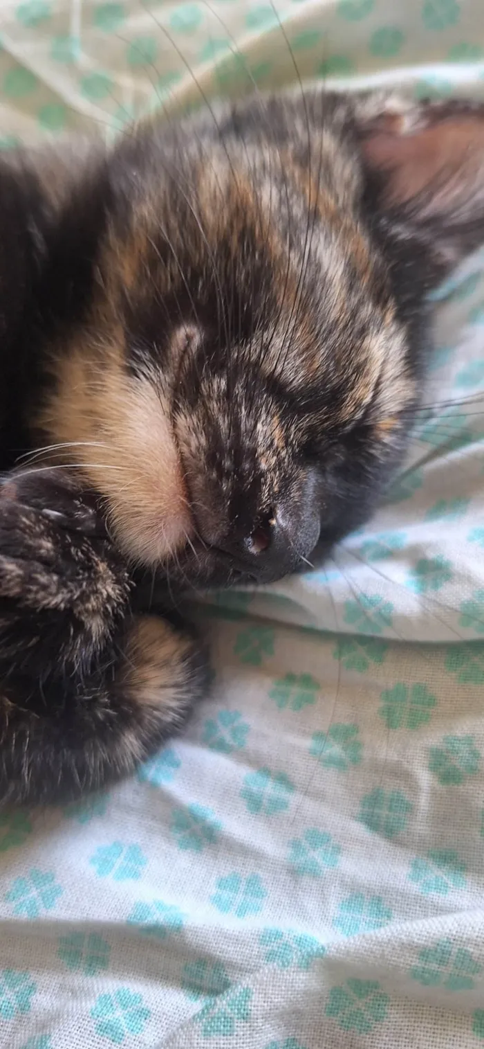 Gato ra a SRD-ViraLata idade 2 a 6 meses nome Manchinha