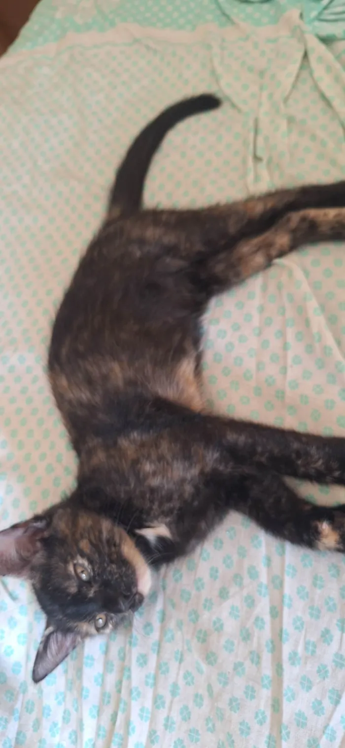 Gato ra a SRD-ViraLata idade 2 a 6 meses nome Manchinha