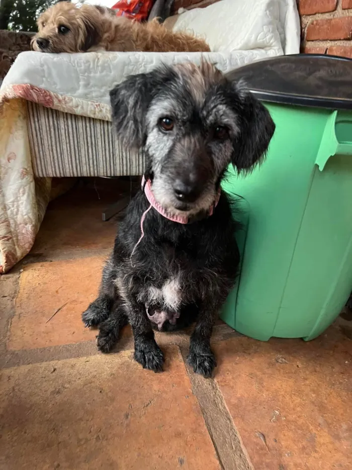 Cachorro ra a SRD-ViraLata idade 6 ou mais anos nome Amelia 