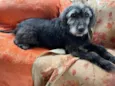 Amelia