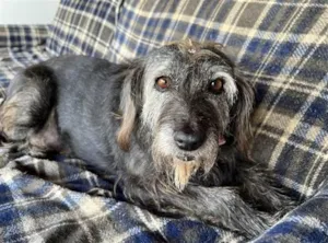 Cachorro raça SRD-ViraLata idade 6 ou mais anos nome Amelia 