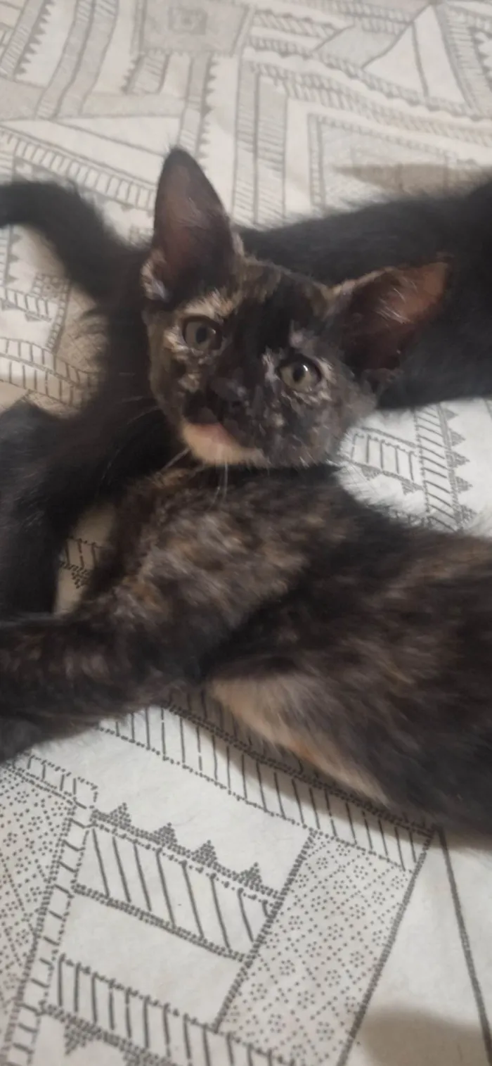 Gato ra a SRD-ViraLata idade 2 a 6 meses nome Manchinha