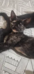 Manchinha