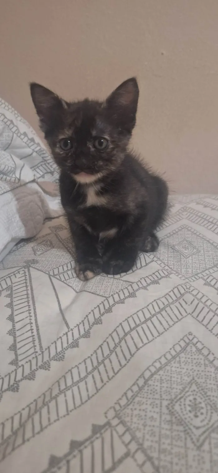 Gato ra a SRD-ViraLata idade 2 a 6 meses nome Manchinha