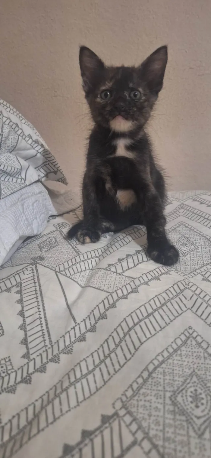 Gato ra a SRD-ViraLata idade 2 a 6 meses nome Manchinha