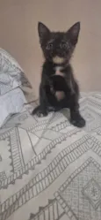 Manchinha