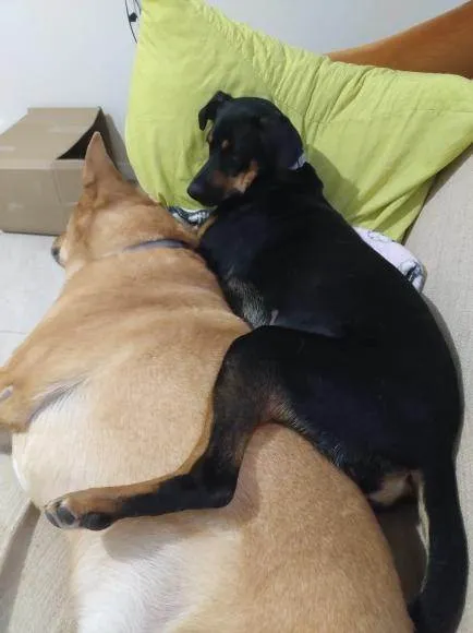 Cachorro ra a SRD-ViraLata idade 7 a 11 meses nome Adote a Tereza