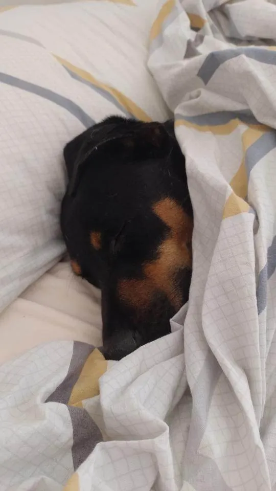 Cachorro ra a SRD-ViraLata idade 7 a 11 meses nome Adote a Tereza