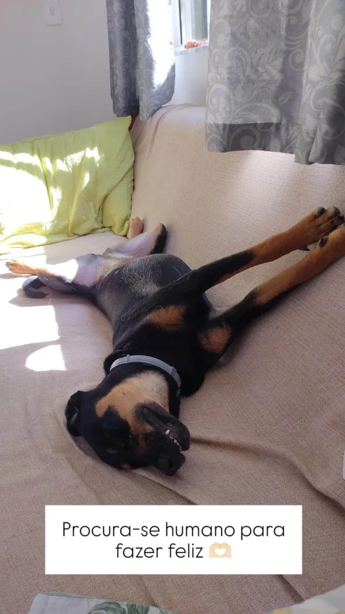 Cachorro ra a SRD-ViraLata idade 7 a 11 meses nome Adote a Tereza