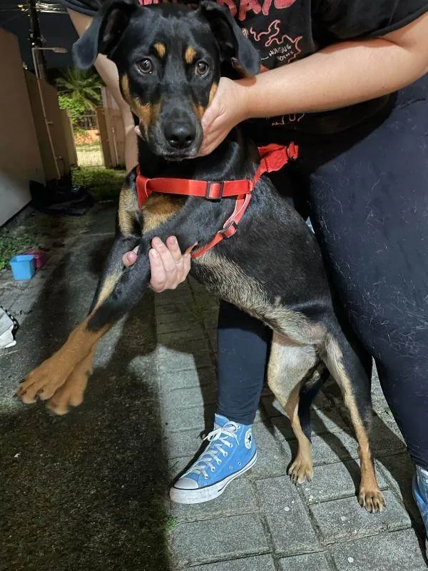 Cachorro ra a SRD-ViraLata idade 7 a 11 meses nome Adote a Tereza