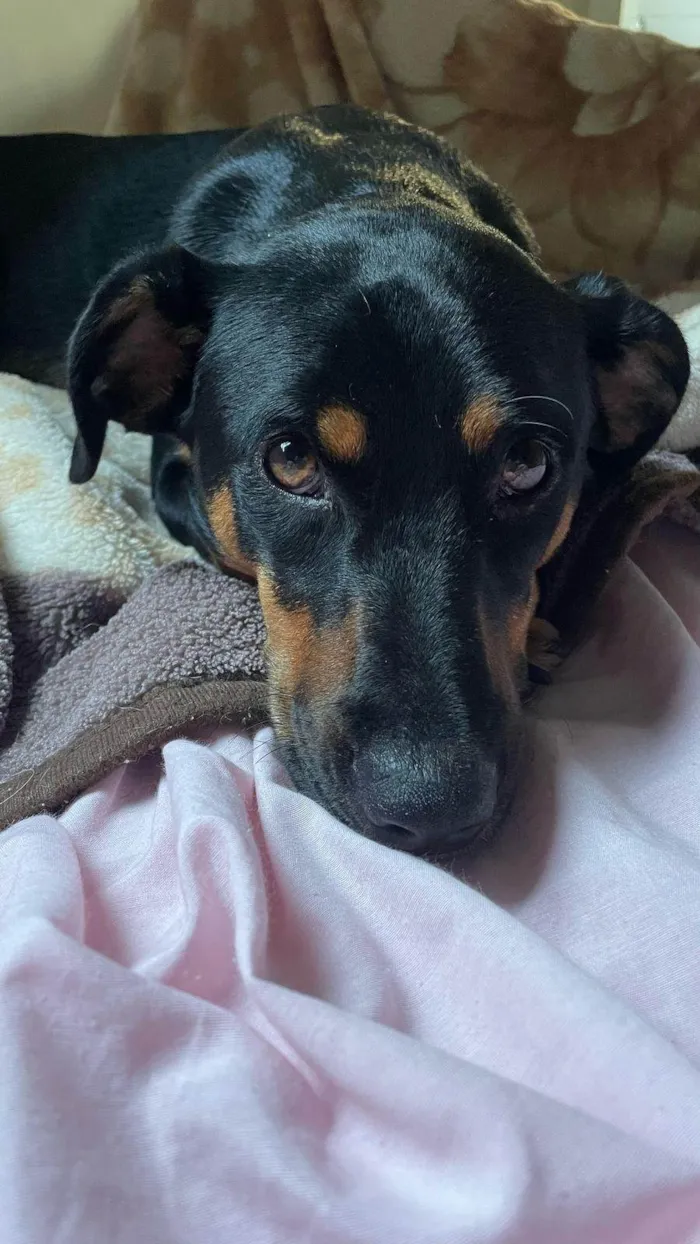 Cachorro ra a SRD-ViraLata idade 7 a 11 meses nome Adote a Tereza