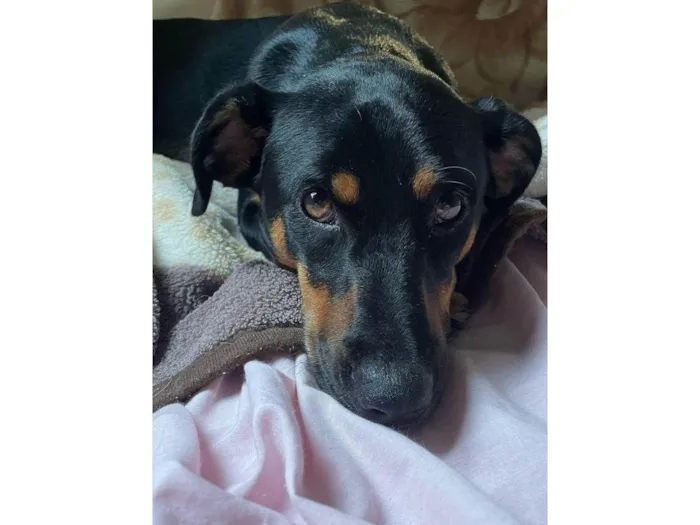 Cachorro ra a SRD-ViraLata idade 7 a 11 meses nome Adote a Tereza